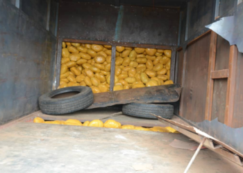 Customs Seizes 1,153 Marijuana Parcels In Kwara