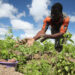 Stakeholders Encourage Farmers On Food Sufficiency, Security