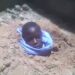 Kaduna Gov’t Fumes As Police Arrest 2 For Burying 16-yr-old Alive Over Missing Phone