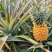Firm Moves To Make Nigeria Highest Producer, Exporter Of Pineapples
