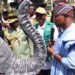 FG Unveils Statue Made From Crushed Elephant Tusks