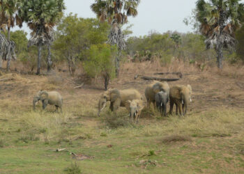 Group Seeks Protection Of 400 Elephants In Nigeria