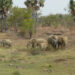 Group Seeks Protection Of 400 Elephants In Nigeria 5 Group Seeks Protection Of 400 Elephants In Nigeria