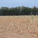 Drought: Farmers Fear Food Shortage