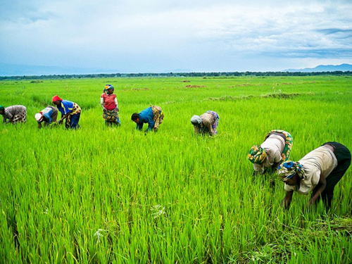 Agric Financing: 300 Yobe Farmer Clusters Eye Bumper Harvest 1 farm