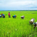 Agric Financing: 300 Yobe Farmer Clusters Eye Bumper Harvest