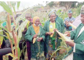 Food Security: Kwara Polytechnic Makes Inaugural Harvest From School Farm