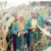 Food Security: Kwara Polytechnic Makes Inaugural Harvest From School Farm 5 Food Security: Kwara Polytechnic Makes Inaugural Harvest From School Farm