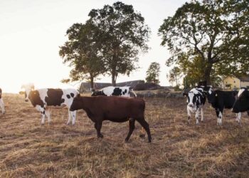 US Varsity, Others Organise Training For Livestock Farmers