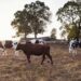 US Varsity, Others Organise Training For Livestock Farmers