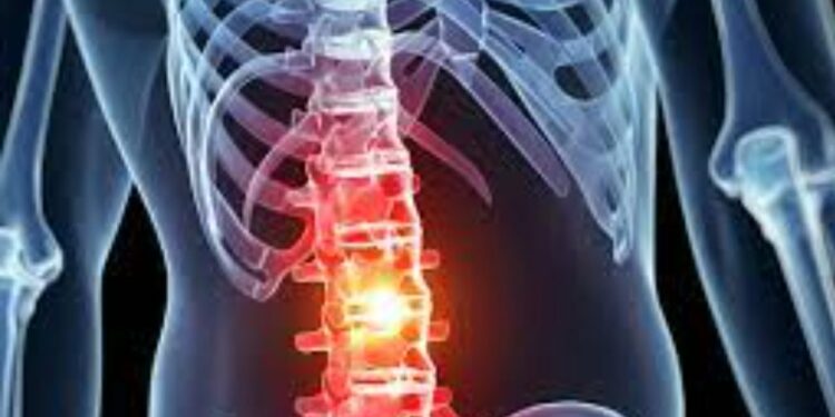 Spinal Cord