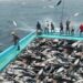 Fish Scarcity Looms In Niger Delta, Environmental Experts Warn 5 Fish Scarcity Looms In Niger Delta, Environmental Experts Warn