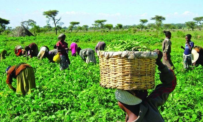 Profitable Businesses Nigerians Can Do To Survive In This Economy 1 Nigerian farmers 3