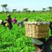 Profitable Businesses Nigerians Can Do To Survive In This Economy