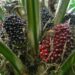 Stockbrokers Laud Ellah Lakes’ Strategic Investment In Palm Plantation, Livestock