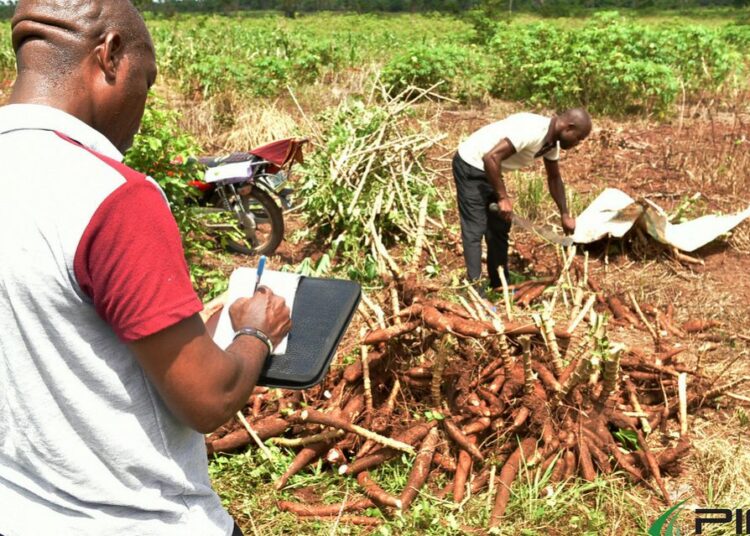 Niger Delta Cassava
