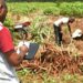 Niger Delta Cassava Seed Entrepreneurs Get Agric Productivity Boost