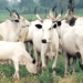 Concerns Over Delay In Livestock Ministry’s Take-off 5 Concerns Over Delay In Livestock Ministry’s Take-off