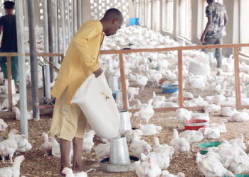 Operational Cost… Poultry Industry Faces Imminent Collapse