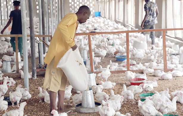 Operational Cost… Poultry Industry Faces Imminent Collapse 1 Screenshot 2024 09 19 005722