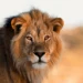 Lion Kills Zoo Keeper At Obasanjo Presidential Library 5 Lion Kills Zoo Keeper At Obasanjo Presidential Library