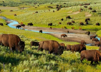 FG Reviews Legal Frameworks To Combat Wildlife Crimes