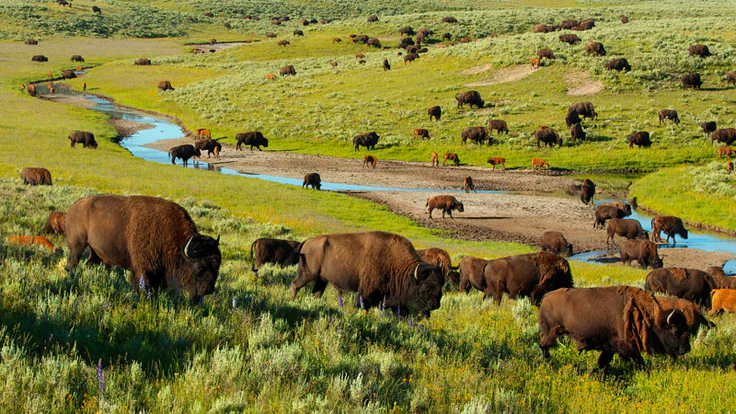 FG Reviews Legal Frameworks To Combat Wildlife Crimes 1 Wildlife