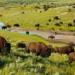 FG Reviews Legal Frameworks To Combat Wildlife Crimes