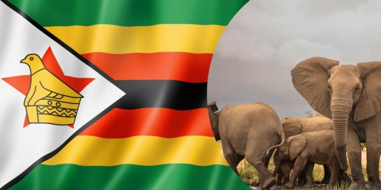 zimbabwe