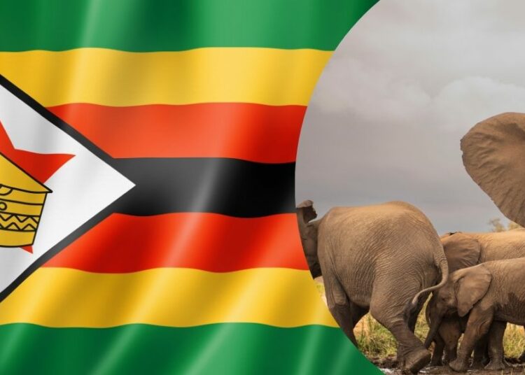 zimbabwe