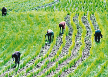 Cleric Seeks Establishment Of More Varsities Of Agriculture