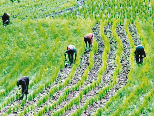 Cleric Seeks Establishment Of More Varsities Of Agriculture 1 agriculture