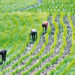 Cleric Seeks Establishment Of More Varsities Of Agriculture 5 Cleric Seeks Establishment Of More Varsities Of Agriculture