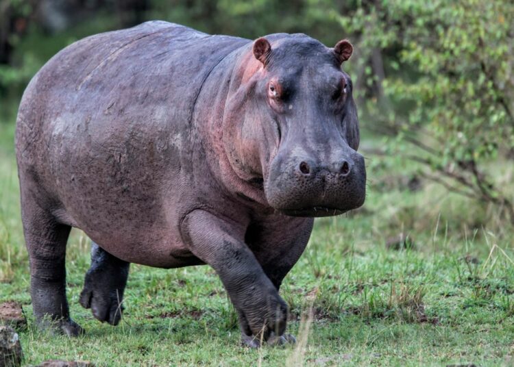 Hippo Kills Yauri Emir’s Guard In Kebbi