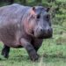 Hippo Kills Yauri Emir’s Guard In Kebbi 5 Hippo Kills Yauri Emir’s Guard In Kebbi