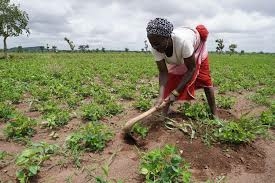 40% Maiduguri Farmlands Under Siege – Refugee Commission 1 images 2