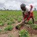 40% Maiduguri Farmlands Under Siege – Refugee Commission 5 40% Maiduguri Farmlands Under Siege – Refugee Commission