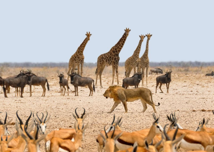 Legal Frameworks To Combat Wildlife Crimes