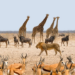 Federal Gov't Reviews Legal Frameworks To Combat Wildlife Crimes 5 Federal Gov’t Reviews Legal Frameworks To Combat Wildlife Crimes