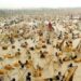 Kebbi To Hold Argungu Int'l Fishing Festival 2025 5 Kebbi To Hold Argungu Int’l Fishing Festival 2025