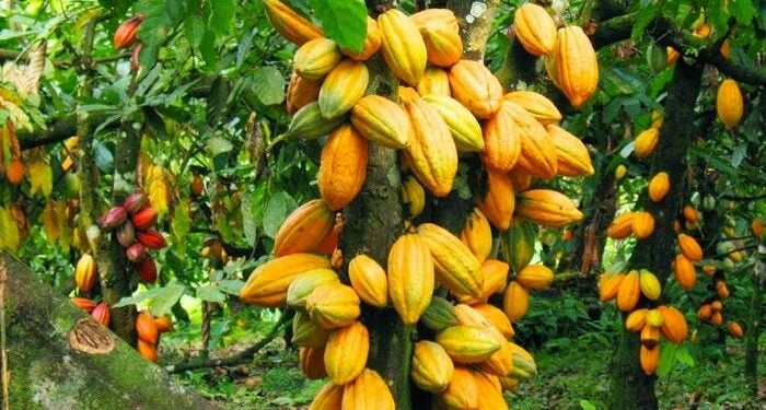 Abia To Establish 6 Cocoa Estates