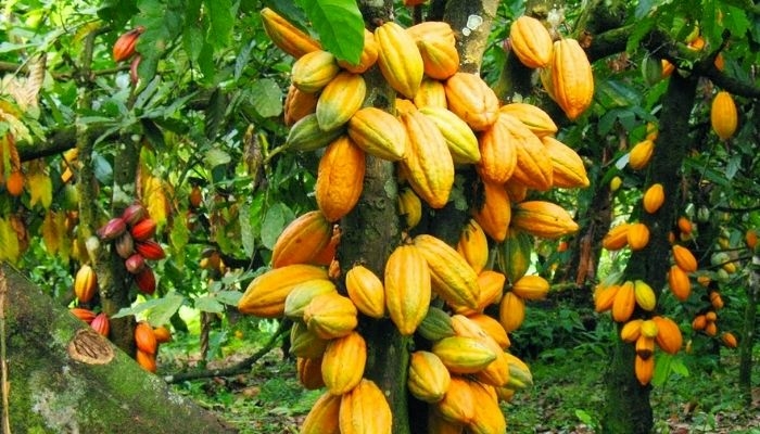 Abia To Establish 6 Cocoa Estates 1 Cocoa farm