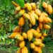 Abia To Establish 6 Cocoa Estates 5 Abia To Establish 6 Cocoa Estates