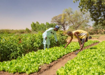 Global Malnutrition Affects 1 In 5 Adults – WHO