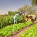 Global Malnutrition Affects 1 In 5 Adults – WHO
