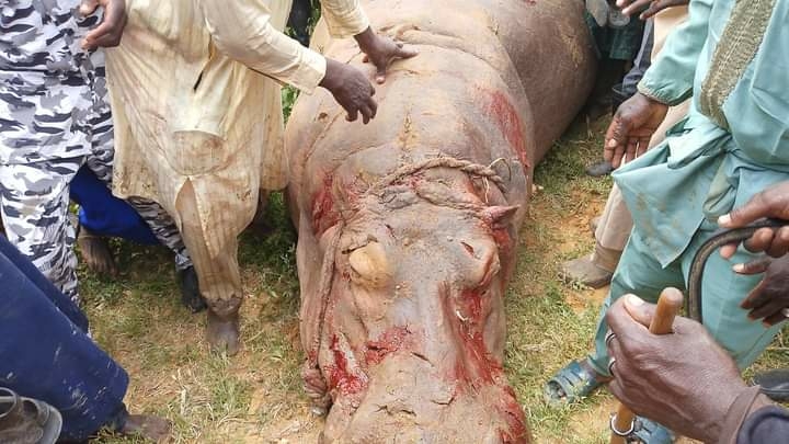 40 Fishermen Kill Killer-Hippopotamus In Kebbi 1 IMG 20241007 WA00091