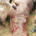 40 Fishermen Kill Killer-Hippopotamus In Kebbi 5 40 Fishermen Kill Killer-Hippopotamus In Kebbi