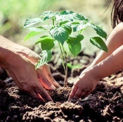 Chop2Green Nigeria Food-Culture Initiative To Plant 100m Trees 1 IMG 20241016 WA0019