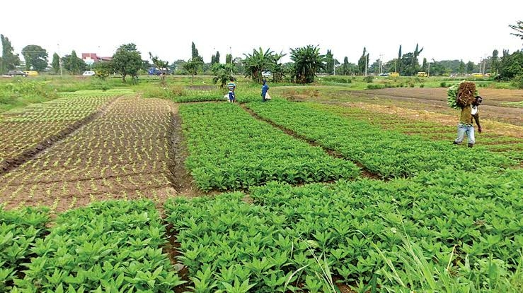 Nigeria Loses 54,000 Hectares Of Farmlands To Pest, Disease In 2024 — Report 1 IMG 8871