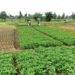 Nigeria Loses 54,000 Hectares Of Farmlands To Pest, Disease In 2024 — Report